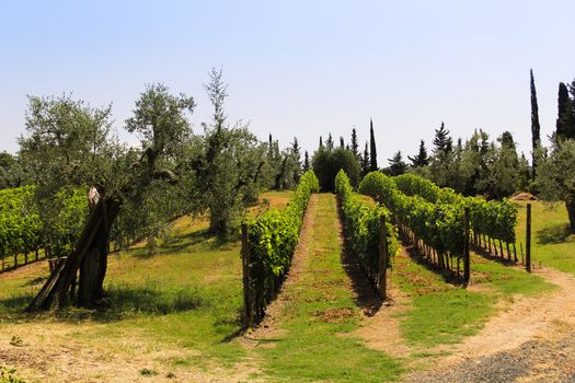 Rows of vines in the Tuscan countryside, in a beautiful summer day