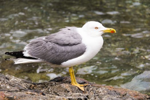 seagull, posing on a rock by the sea