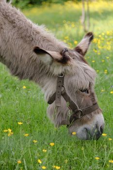 Profile of a donkey grazing grass