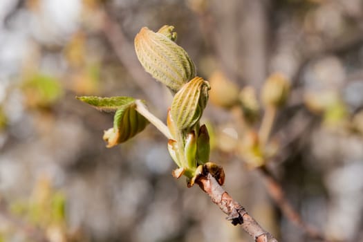 small spring chestnut bud with blurred background