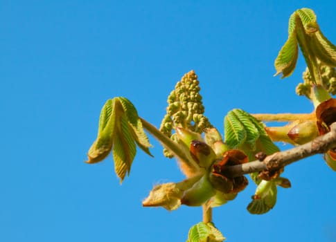 green spring chestnut bud with small leaves on sky background