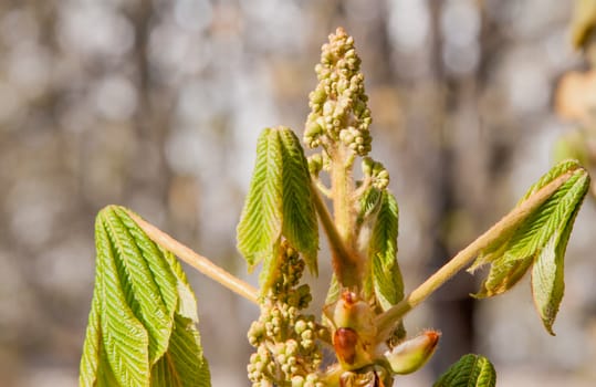 green spring chestnut bud with small leaves