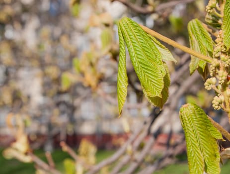 chestnut bud with small leaves on empty blurred background