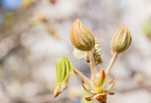 small spring chestnut bud with blurred background