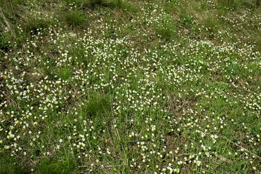 Small meadow flowers with white petals on a background of green grass