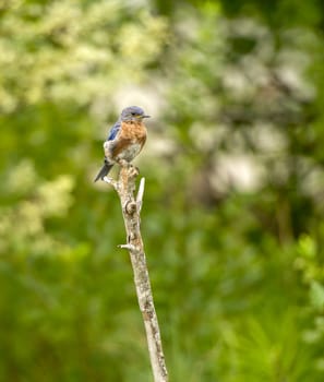 Male Eastern Bluebird (Sialia sialis) on a perch with  a green background