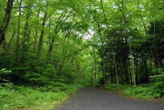 Fresh green leaving during the spring season