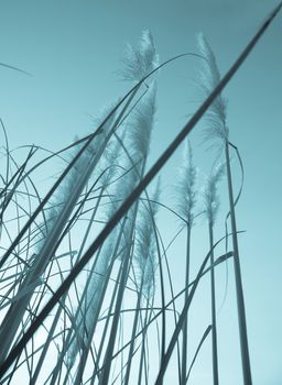 PAmpas grass old-fashioned style image vertical composition low angle