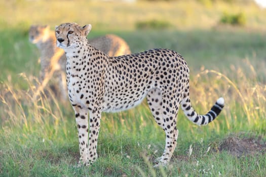 Close-up portrait of a cheetah on a background of savanna