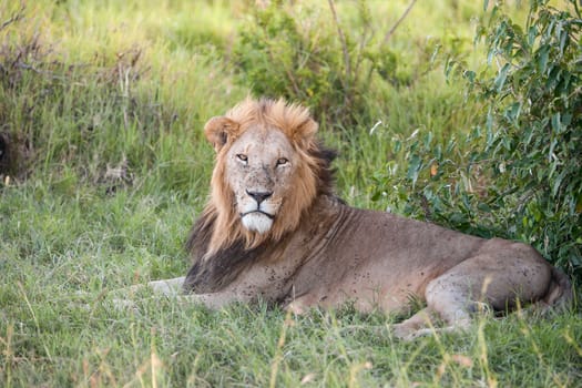 lion close up against green grass background in the savannah