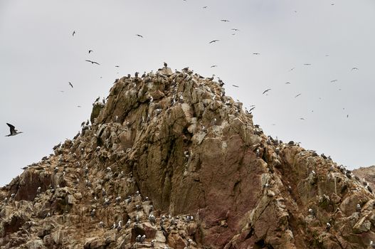 Wild birds on rocky formation ballestas island, paracas, Peru