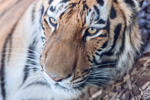 The close-up portrait  of  a tiger head 