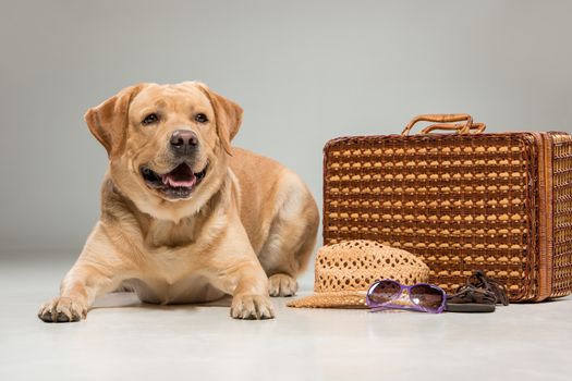 Labrador with the suitcase  isolated on a gray background. 