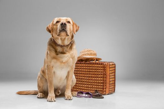 Labrador with the suitcase  isolated on a gray background. 