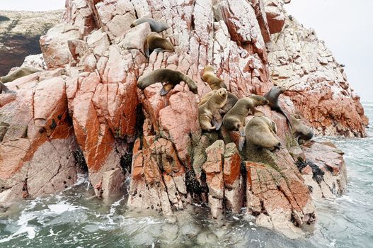 sea lion on rocke formation looking at the camera. Islas Ballestas, Paracas national reserve, Peru.