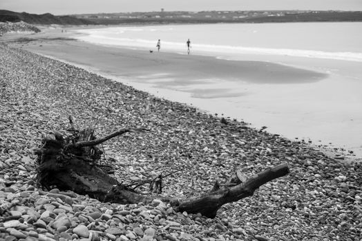 driftwood on pebbled ballybunion beach beside the links golf course in county kerry ireland