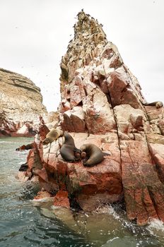 sea lion on rocke formation looking at the camera. Islas Ballestas, Paracas national reserve, Peru.