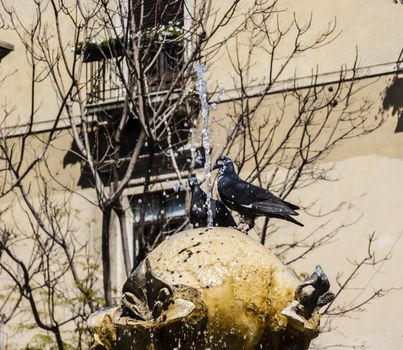 Pigeons sitting on a fountain