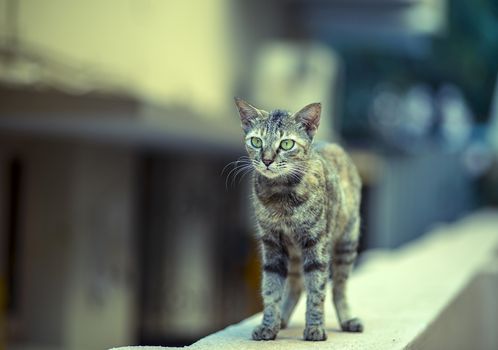 A stray cat walking on a wall