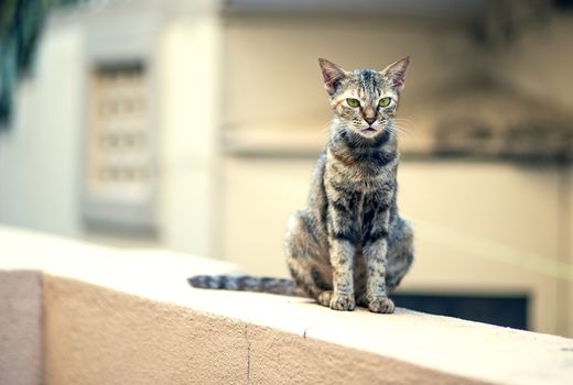 A stray cat walking on a wall