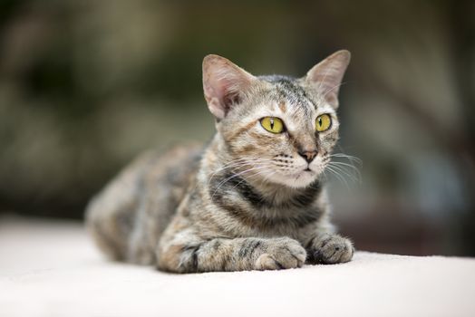 A stray cat walking on a wall