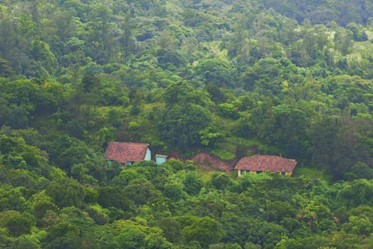 Green spring nature flourishing towards mountain top