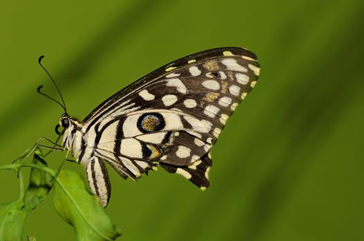 Lime butterfly (Papilio demoleus) is a butterfly usually seen in large parts of Asia.