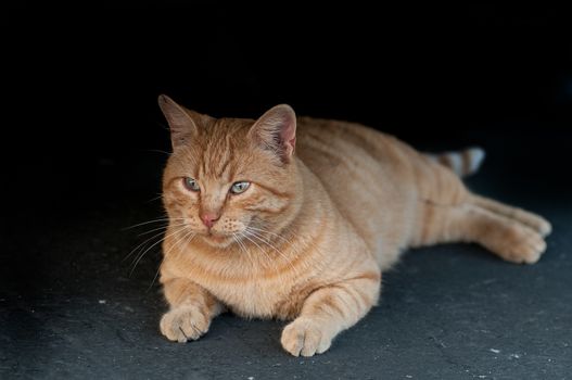 A well fed stray cat taking rest after a meal