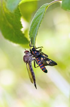 A robber fly with a catch for breakfast