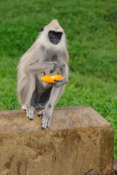 A gray langur eating delicious corn