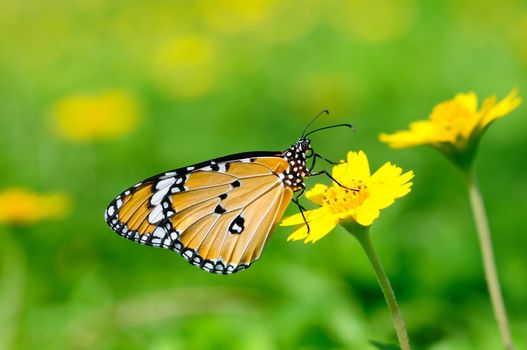 a plain tiger butterfly perching on a flower