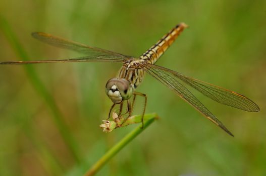 grasshopper perching on a blade of grass