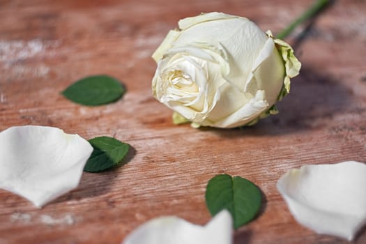 close-up image of a white rose on a wooden base