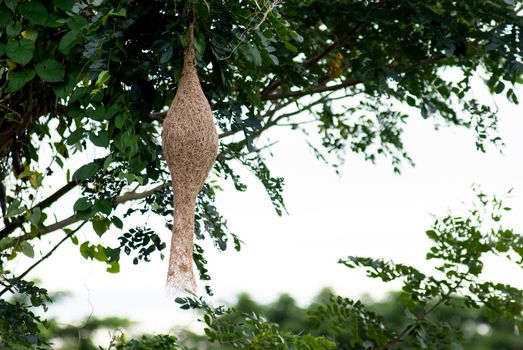 Ricebird nest hanging on tree, Thailand