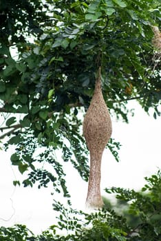 Ricebird nest hanging on tree, Thailand