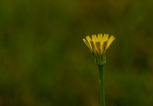 Yellow dandelion flowers with leaves in green grass