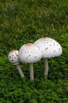 A large mushroom grown on top of grass after a rain