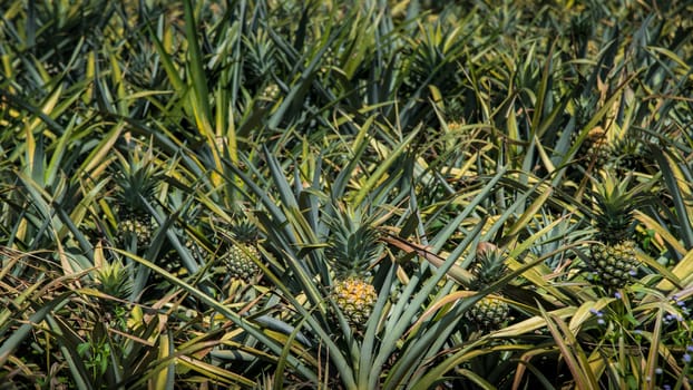 pineapple farm, Sriracha, Chonburi, Thailand