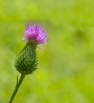 pink milk thistle flower in bloom in spring