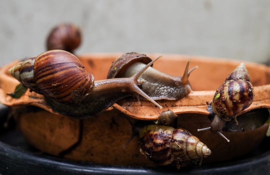 Gastropod on earthenware dish in garden