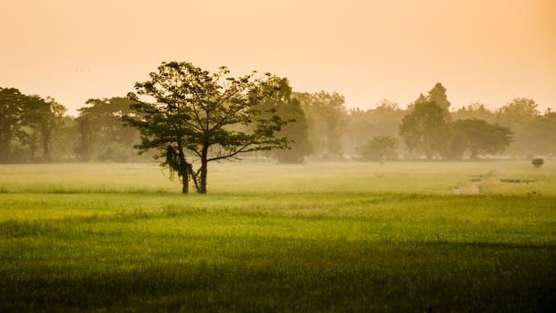 Tree in rice field with morning sky