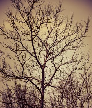 Dry tree with vintage color style