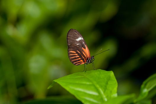 A beautiful postman butterfly perching on a blade of leaf