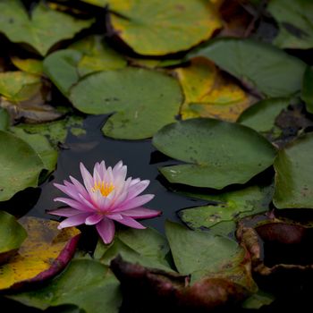 Beautiful Pink lily water plant with reflection in a pond