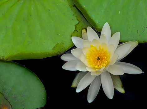 Beautiful Pink lily water plant with reflection in a pond