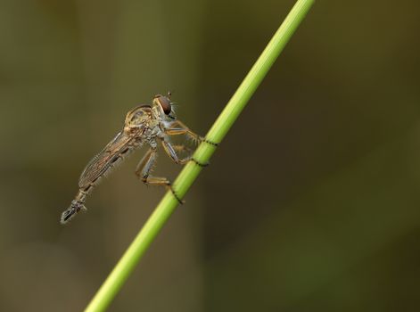 A robber fly with a catch for breakfast