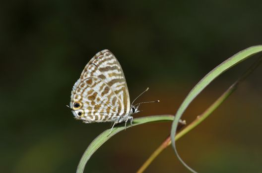 A Common Zebra Blue butterfly (Leptotes pirithous)