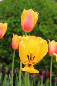 the blooming tuilps in Zhongshan park in Beijing,China.