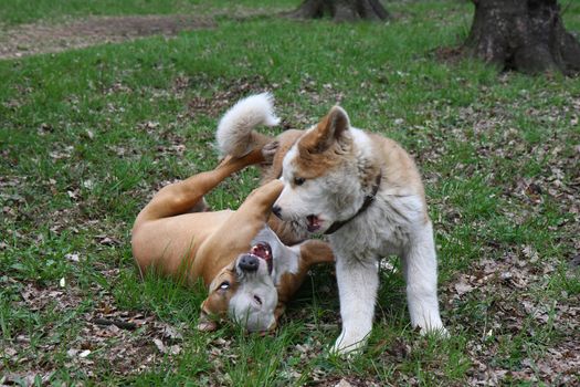 Puppies of Akita inu and American Staffordshire Terrier playing in public garden