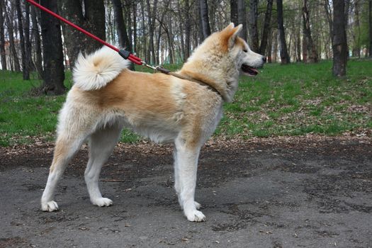 Akita inu female posing in public park